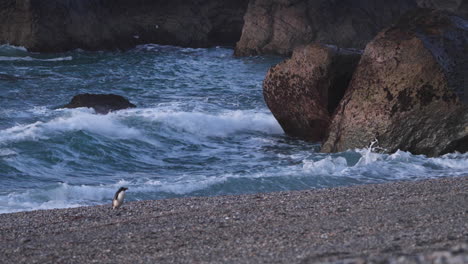 waves crashing onto boulders with walking fiordland penguin on the shore in new zealand