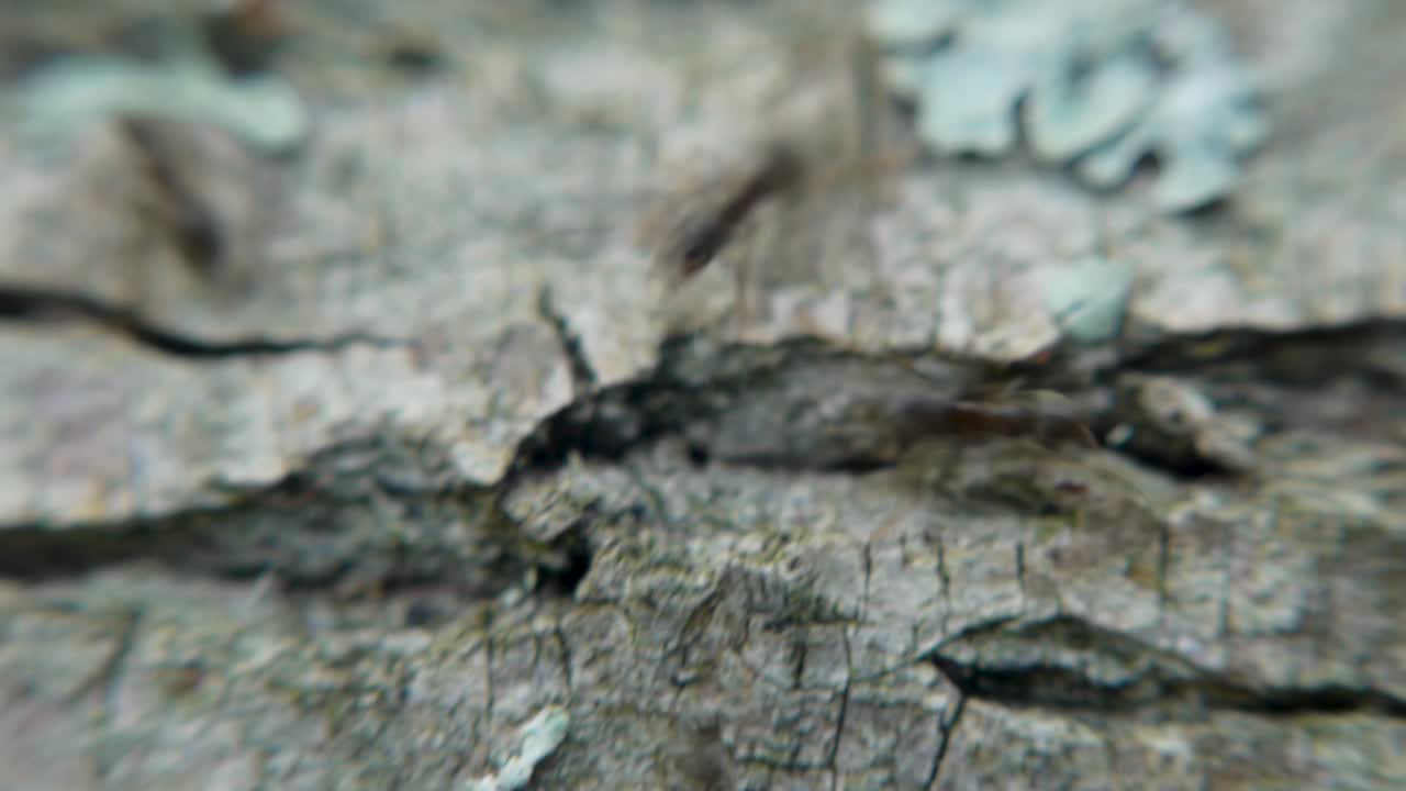 나무 질 질감의 클로즈업