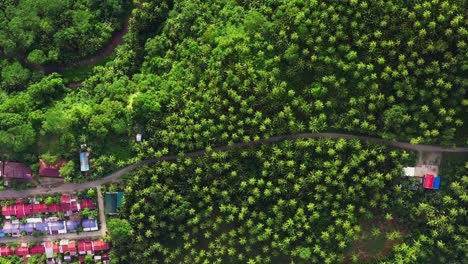 Vista-Superior-De-árboles-Frondosos-En-Un-Pueblo-De-La-Tribu-Rural-Con-Techos-A-Lo-Largo-De-La-Carretera-Rural-En-San-Bernardo,-Sur-De-Leyte,-Filipinas