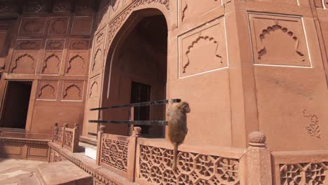 monkey (macaque) resting on the banister of main gateway of taj mahal - wide tracking orbit shot