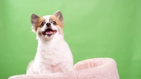 Cierre-El-Video-De-Un-Cervatillo-En-Miniatura-Enérgico-Y-Saliente-Y-Un-Cachorro-De-Perro-Blanco-Reclinado-En-Una-Alfombra-Rosa-Mientras-Una-Pared-Verde-Sirve-Como-Fondo