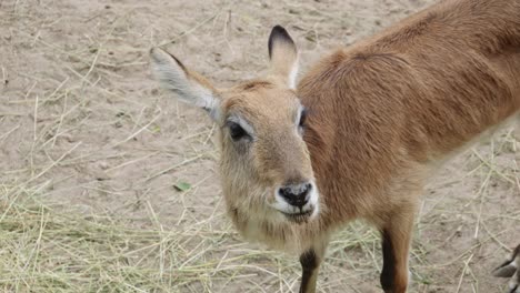 portrait of a female red lechwe, a wetland antelope species, chewing on hay