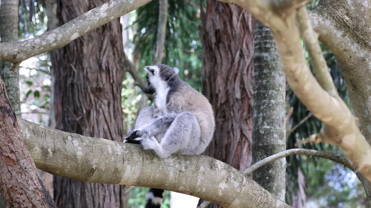 un lémur sentado y limpiándose en una rama de un árbol