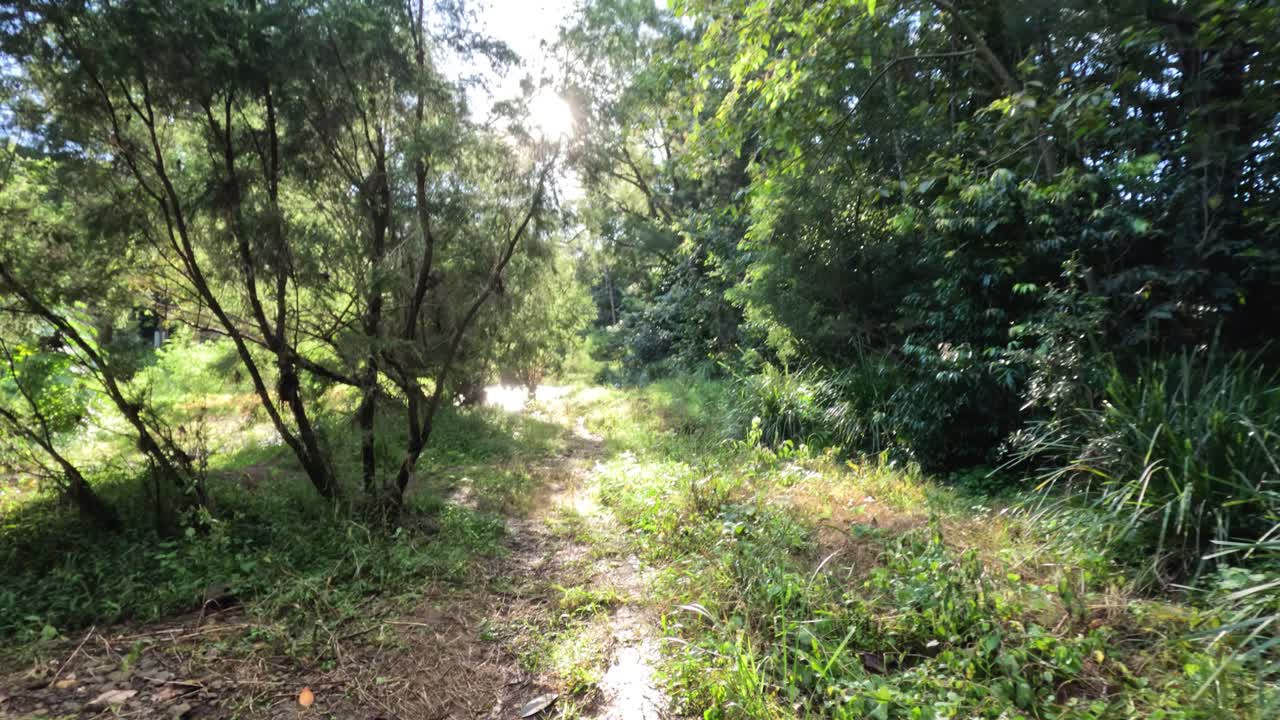 숲길을 가로질러 조용한 산책