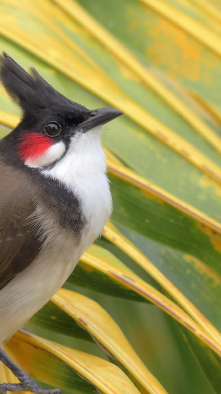 Pássaro Bulbul-de-bigodes-vermelhos alimentando-se pousado em folha de palmeira