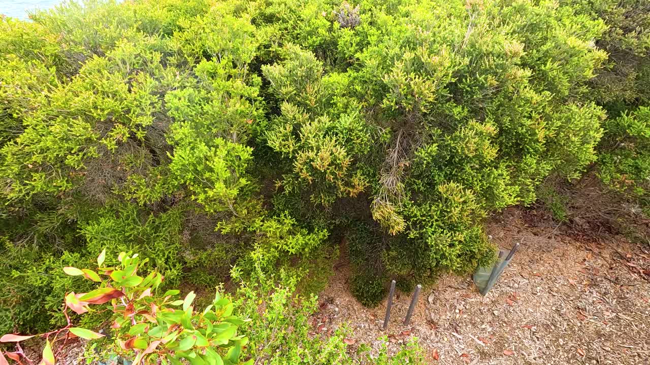 Aerial view of dense green foliage and forest floor in Aireys Inlet, captured in natural daylight