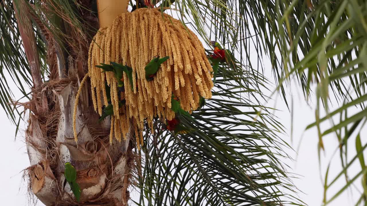 un pájaro colorido interactúa con una palmera.