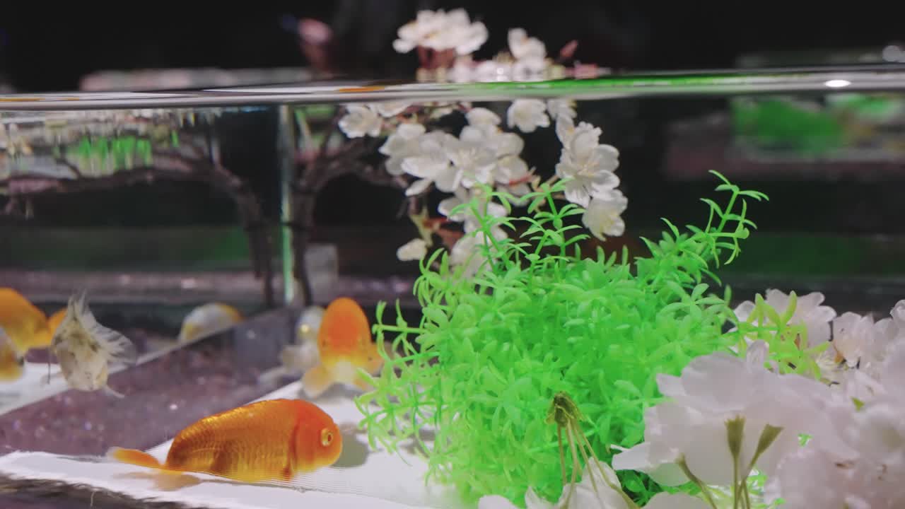 Pesci rossi in acquario con petali di sakura per un'esposizione primaverile a Ginza, Tokyo.