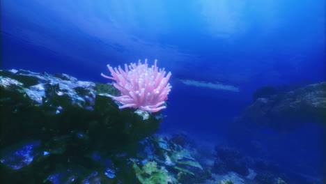 underwater coral reef showcasing vibrant colors and marine life