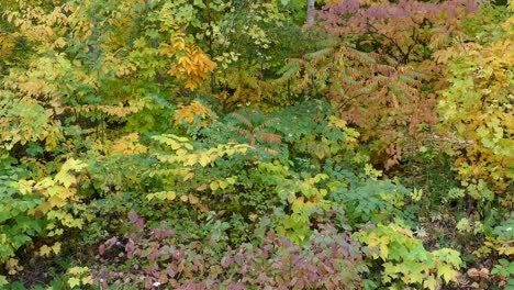 Paleta-De-Colores-Naturales-De-Otoño,-árboles-Verdes,-Amarillos-Y-Rojos