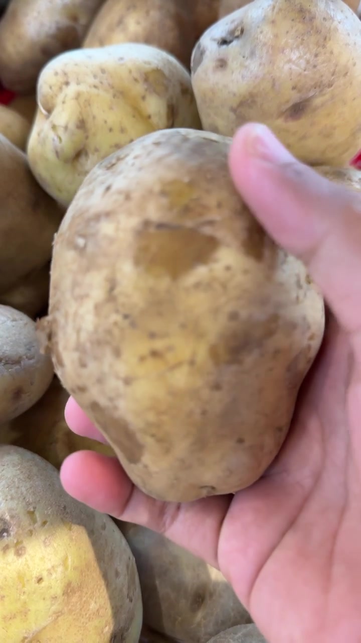 Scegliere a mano una patata fresca da un mucchio al mercato