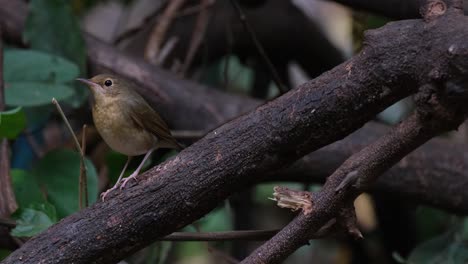 Looking-to-the-left-then-turns-its-head-to-look-up-to-the-right,-Siberian-Blue-Robin-Larvivora-cyane,-Thailand