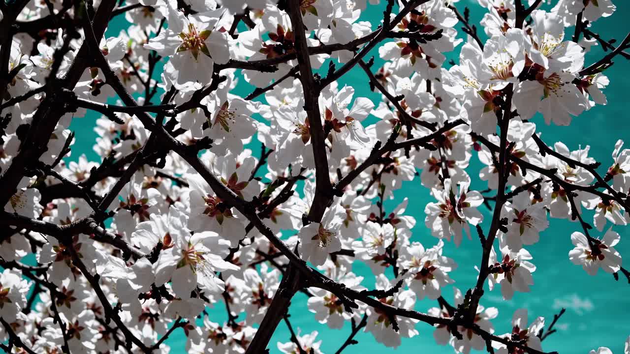 Video ravvicinato di fiori bianchi contro un cielo color verde acqua, ripreso da un'angolazione bassa, evidenziando la delicatezza