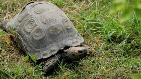 Turtle,-turtoise-resting-in-grass-and-catching-warmth-from-the-sun