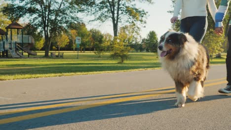 a family couple strolls in the park with their favorite australian shepherd. steadicam shot