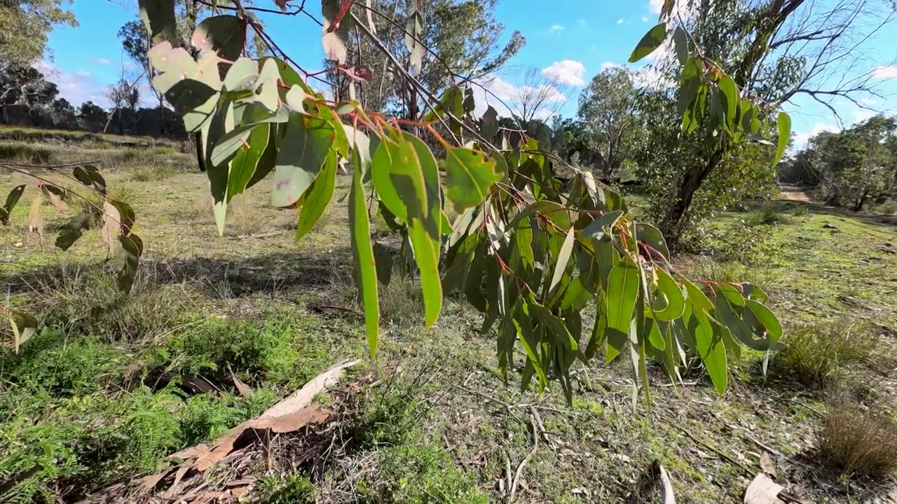 Primo piano di foglie di eucalipto che ondeggiano dolcemente nel vento nella Pilliga, Australia