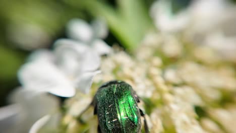 un gusano verde recoge el néctar en una flor blanca