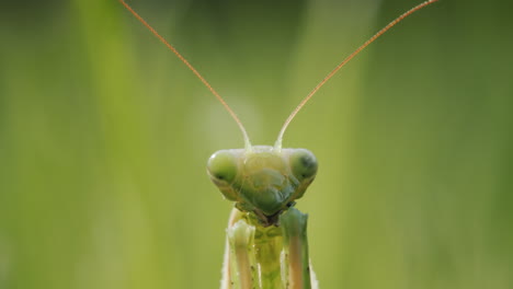 portrait of a praying mantis - a close-up of his head. predatory insect in green grass