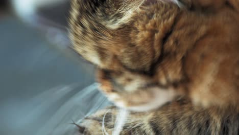 Cute-siberian-cat-licking-his-paw-to-clean-himself