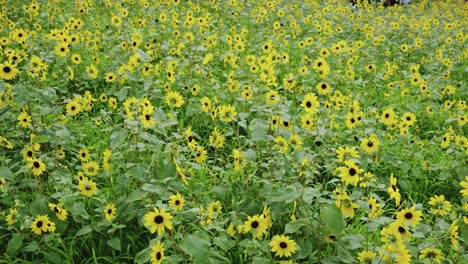 campo de girasoles en flor, escena de verano en el campo en japón