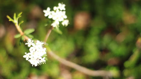 white flower blows in wind