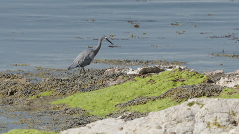 white-faced heron in kaikoura, south island, new zealand - wide shot