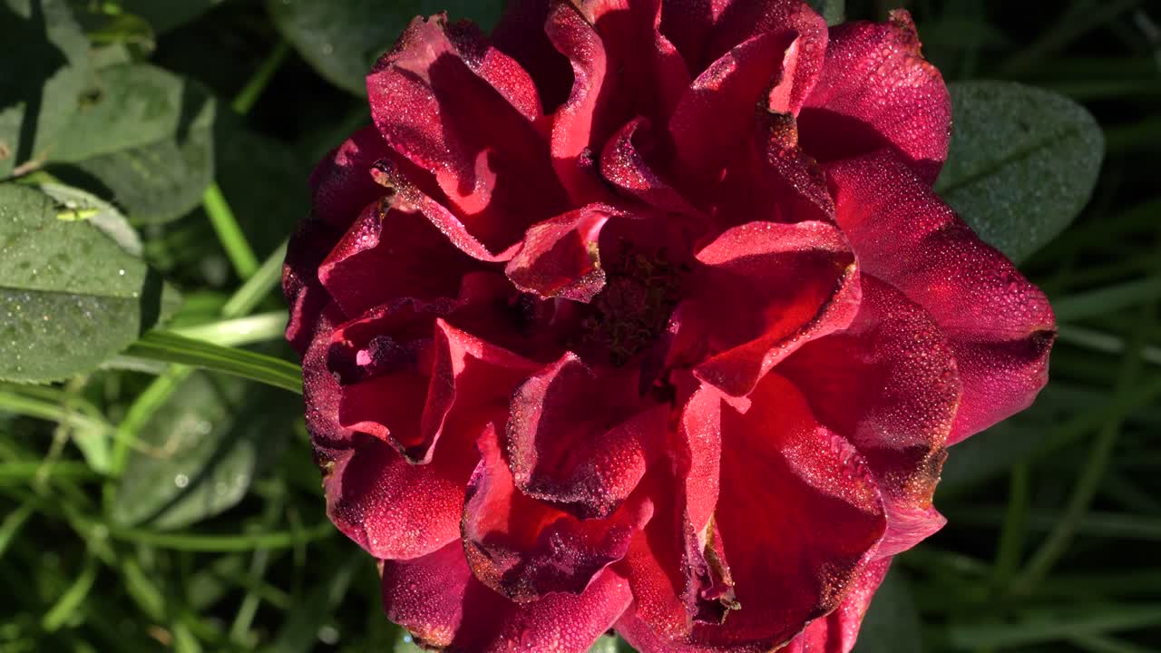 Close-up of a Red Rose with Dew Drops