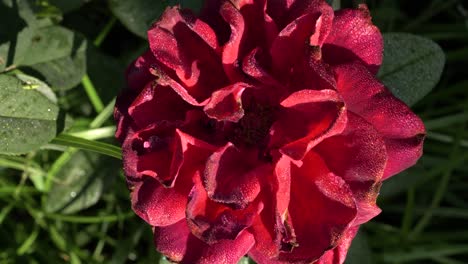 primer plano de una rosa roja con gotas de rocío