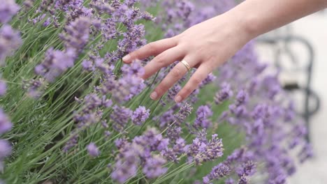 Mano-A-Través-De-Flores-De-Lavanda-En-Medio-De-Un-Hermoso-Parque-Mientras-Primavera-En-Italia