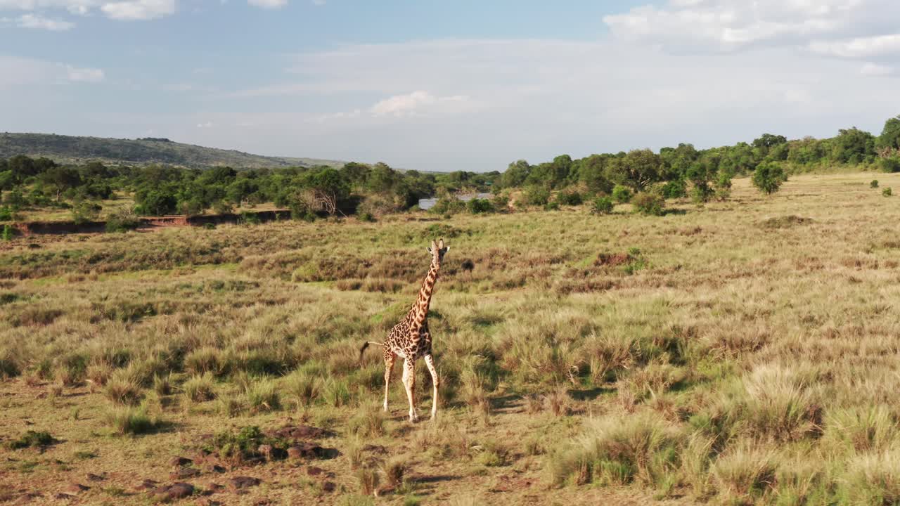 Aerial drone shot of Giraffe Walking, Amazing Wildlife Safari Animal in African Savanna Landscape Scenery in Beautiful Maasai Mara National Reserve Nature, Kenya, Masai Mara River Background