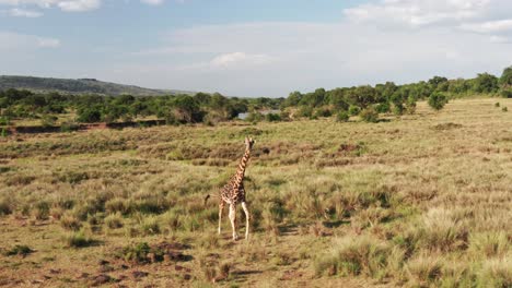 Toma-Aérea-De-Drones-De-Jirafas-Caminando,-Increíble-Animal-De-Safari-De-Vida-Silvestre-En-El-Paisaje-De-La-Sabana-Africana-En-La-Hermosa-Naturaleza-De-La-Reserva-Nacional-De-Masai-Mara,-Kenia,-Fondo-Del-Río-Masai-Mara