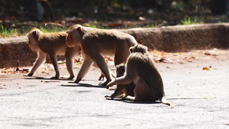 monos socializando y explorando en el hábitat natural