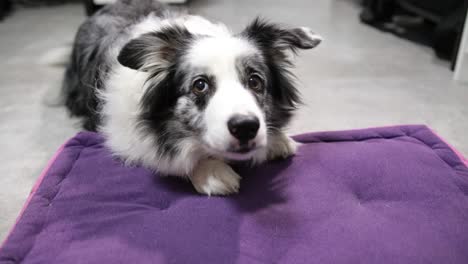 triste lindo perro collie de frontera en el suelo púrpura almohada primer plano cámara lenta