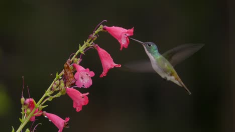 una gota cae sobre un colibrí y más gotas se despliegan en cámara lenta