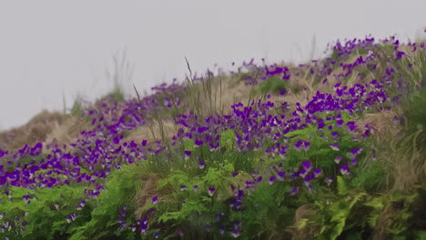 Wild-Violets-grass-fields-beautiful-purple-flowers-magical-fairytale-effect