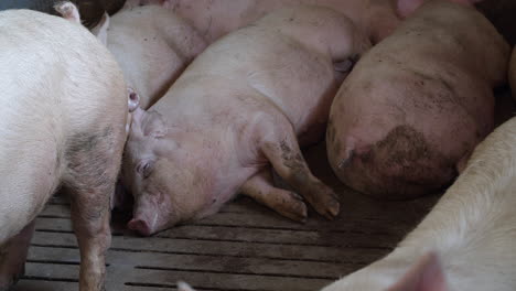 Schweine-Ruhen-Auf-Dem-Bauernhof