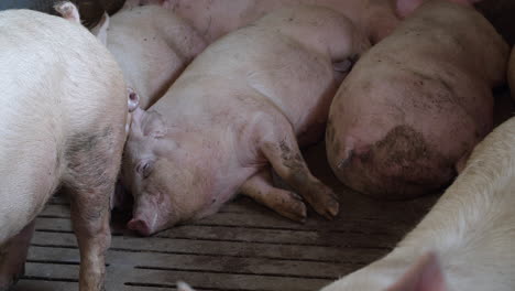 pigs rest  on the farm