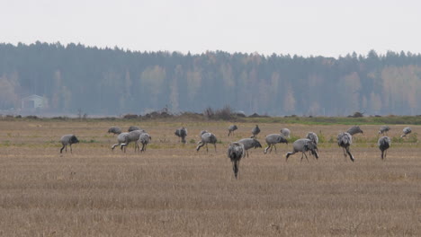 Crane-birds-on-field-on-autumn-day