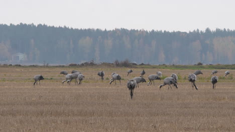 crane birds on field on autumn day