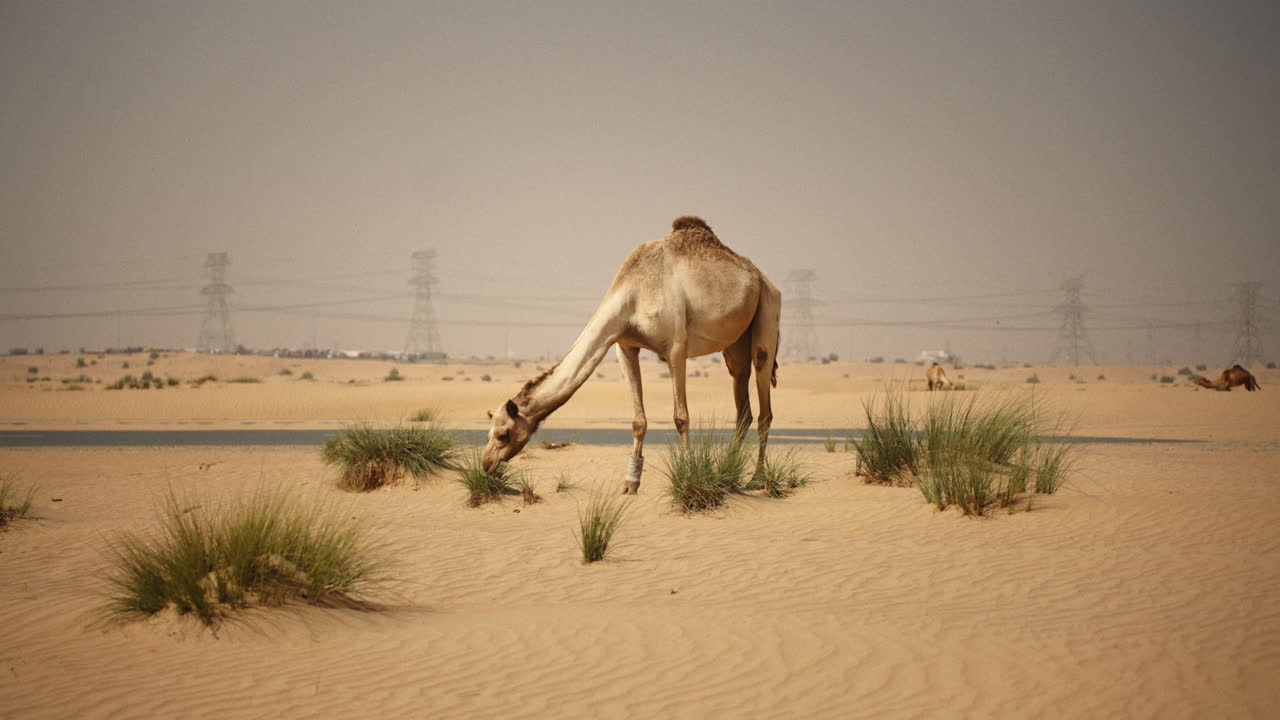 camello en el desierto