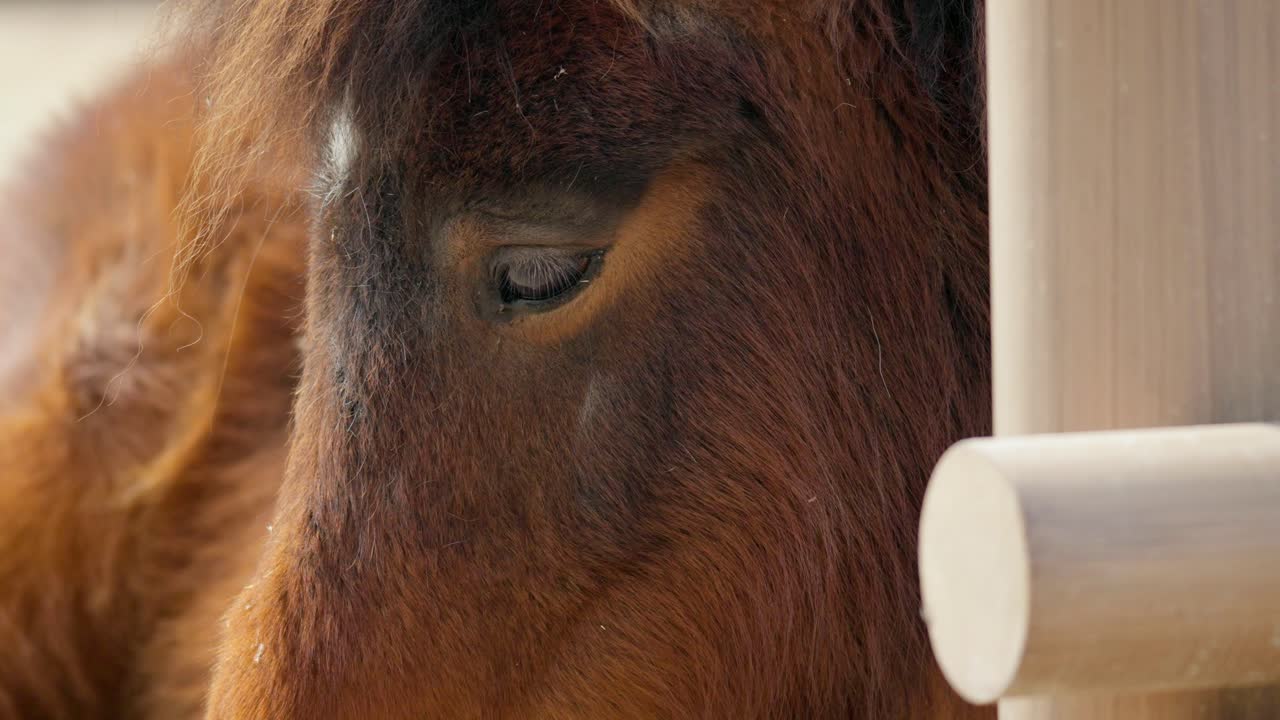 한국 과천 서울대공원 동물원의 셰틀랜드 조랑말