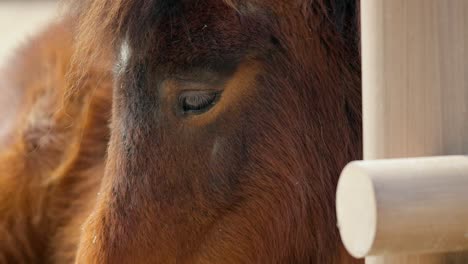 shetland pony at the public park of seoul grand park zoo in gwacheon, south korea