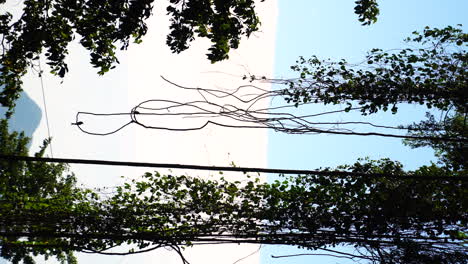 Birds sitting in lianas in deep jungle of Vietnam, vertical static video