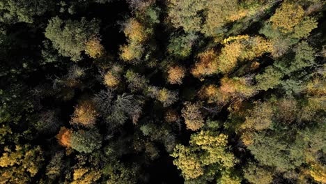 aerial drone fly above coniferous tree pines in autumn yellow green orange leaves in arbucies, girona, spain