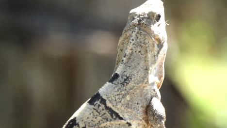 iguana 09
