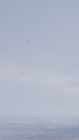 a vertical shot of a flock of birds flying in a v formation across a soft blue sky.