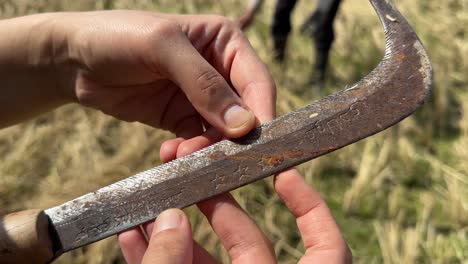 herramientas agrícolas media luna pinchazo cuchilla afilada acero hierro dientes de trabajo cortar los arbustos y racimo de plantas de arroz en el campo de arroz por el agricultor en la tierra de la granja en la temporada de verano vender mercado local iran