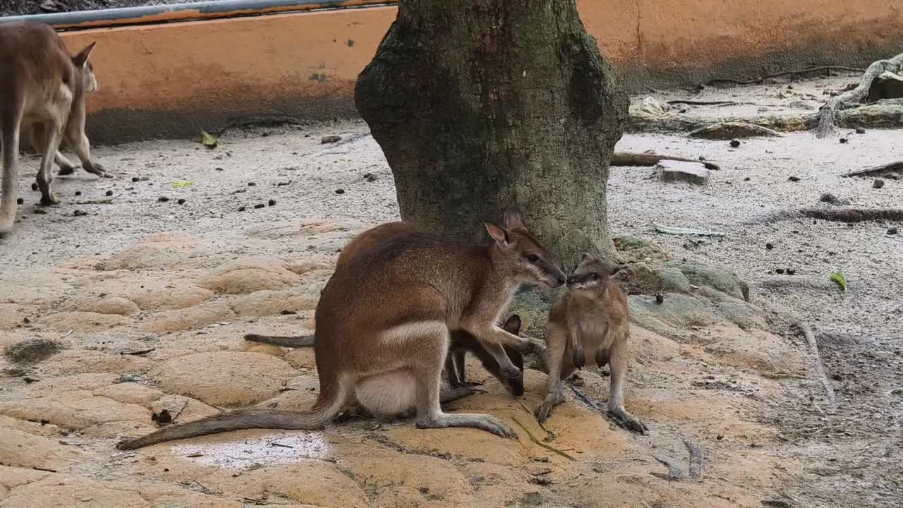 canguros y alegrías en un zoológico