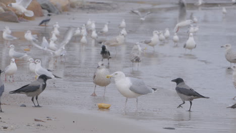 Juvenile-Yellow-legged-gulls-and-European-Herring-Gulls-Fight-with-Flock-of-Hooded-Crows-over-piece-of-Bread-on-Wet-Sandy-Seashore---close-up