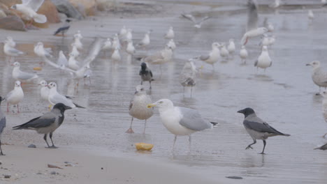 juvenile yellow-legged gulls and european herring gulls fight with flock of hooded crows over piece of bread on wet sandy seashore - close-up